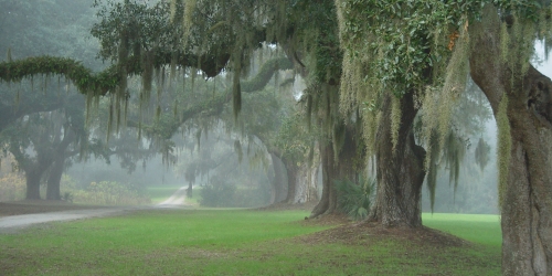 oak in South Carolina's