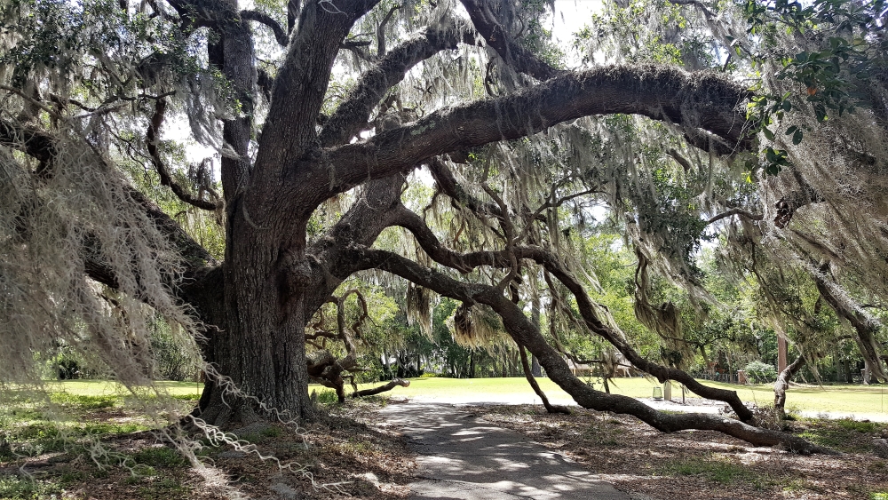 200+ Year Old Oak  Tree