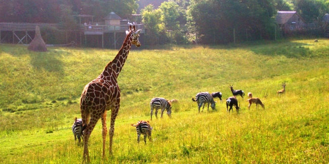 Binder Park Zoo