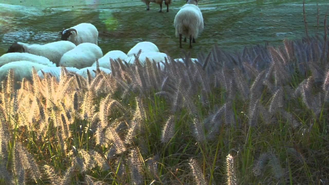 Hermitage Golf Course - Roaming Sheep