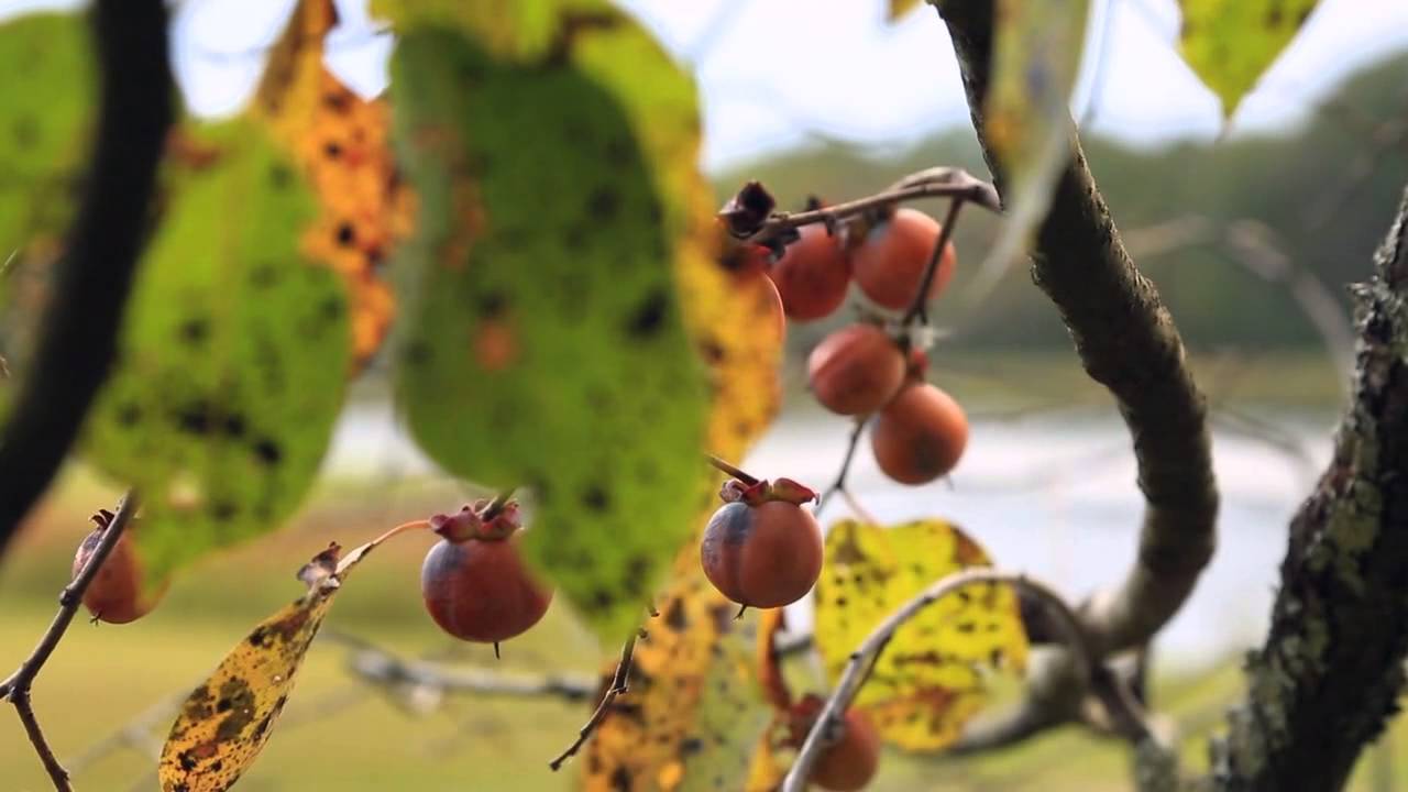 Mossy Oak Golf Club Intro